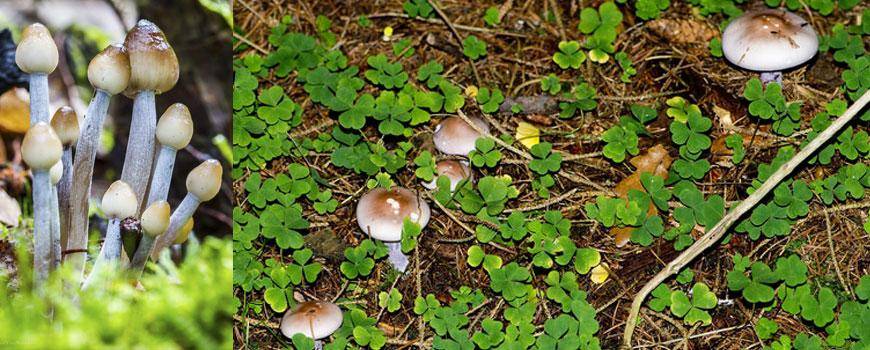 6 Ways To Get Rid Of Mushrooms Garden